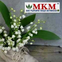mkm-61-i2